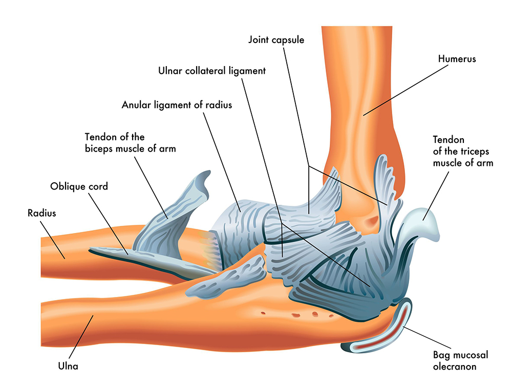 肘の解剖学