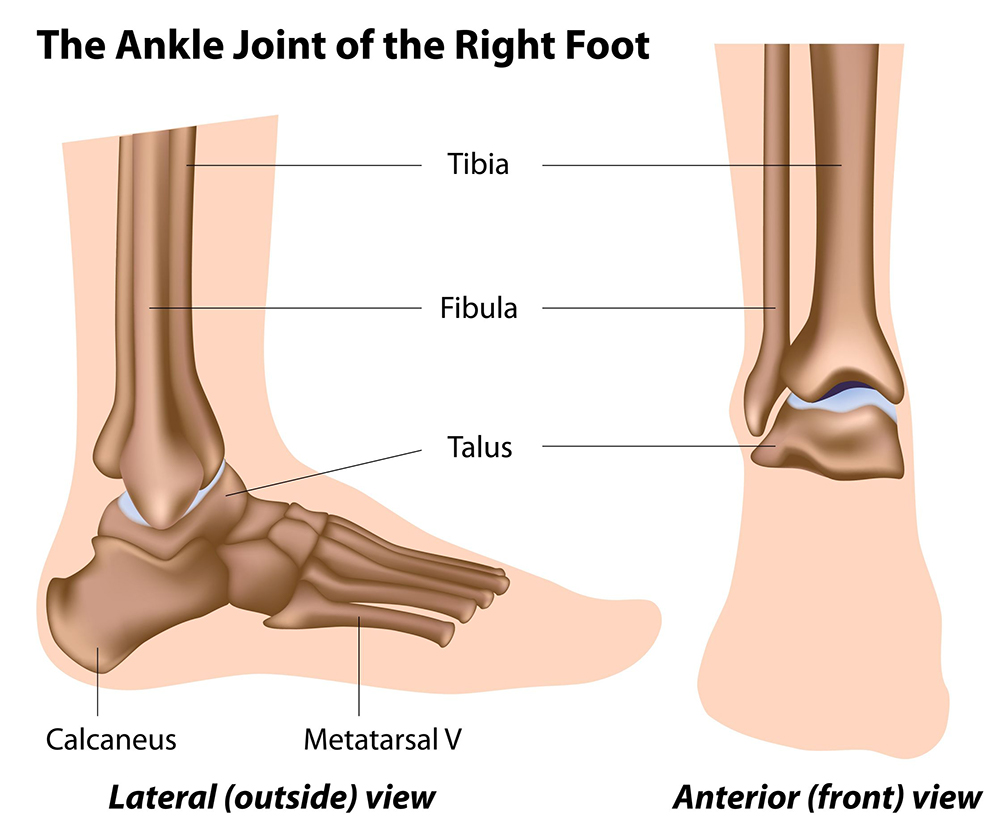Ankle, Joints, Bones, Muscles