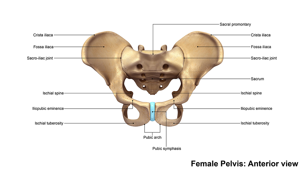 Hip Joint: Anatomy & How It Works