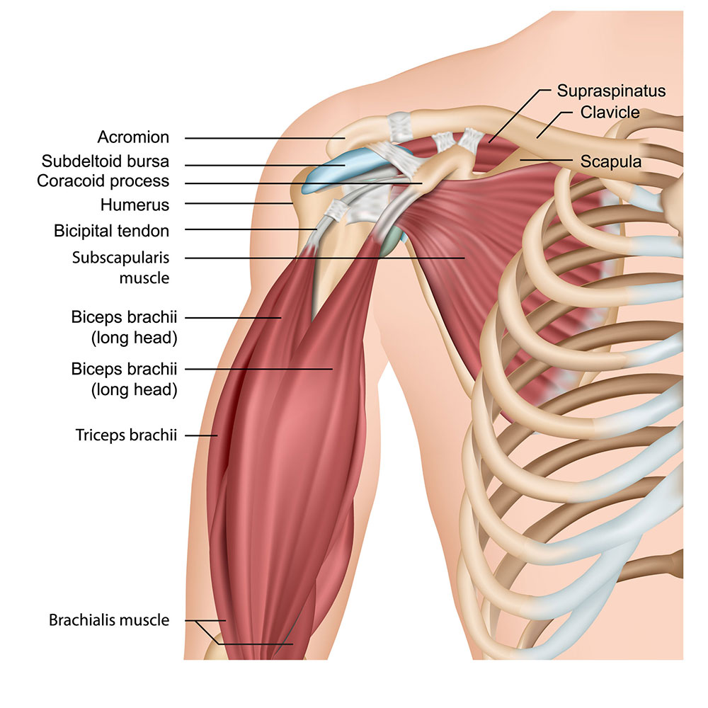 torn muscle in shoulder