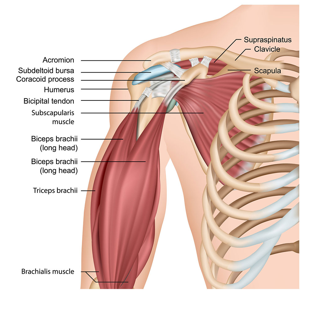 Biceps Tendonitis Symptoms Causes Treatments Heiden Orthopedics   Shoulder Anatomy 1000px 