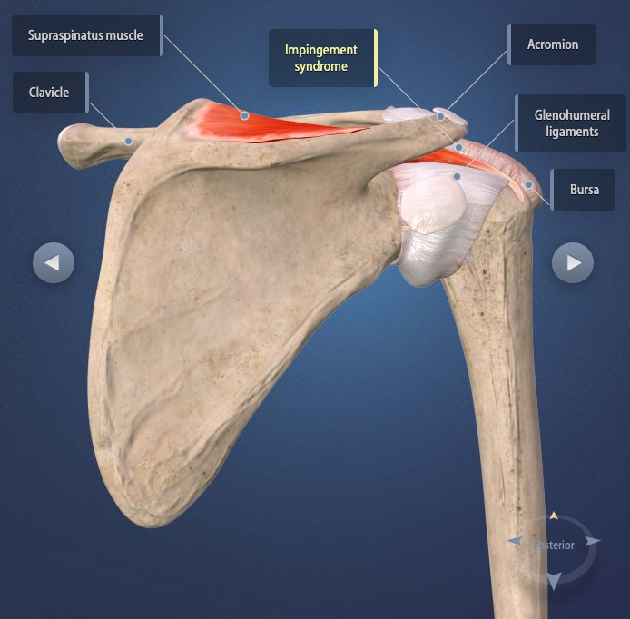 torn rotator cuff test