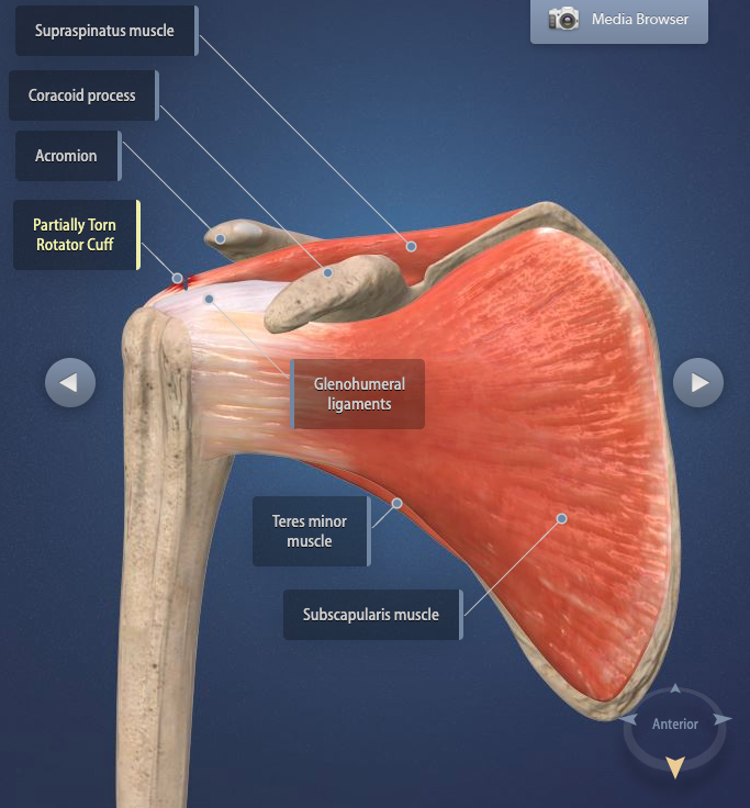 rotator cuff ligaments