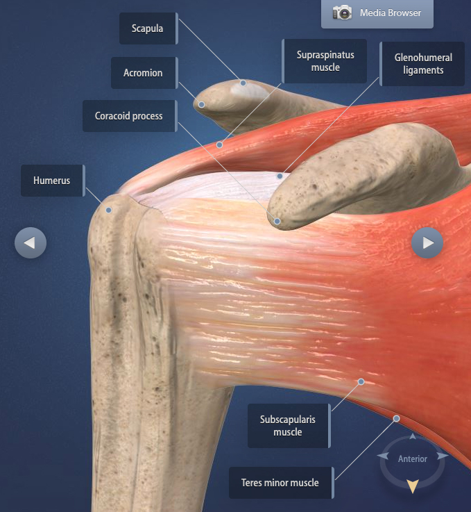 Rotator Cuffs: Tears, Injury Tests, Physical Therapy and Rotator