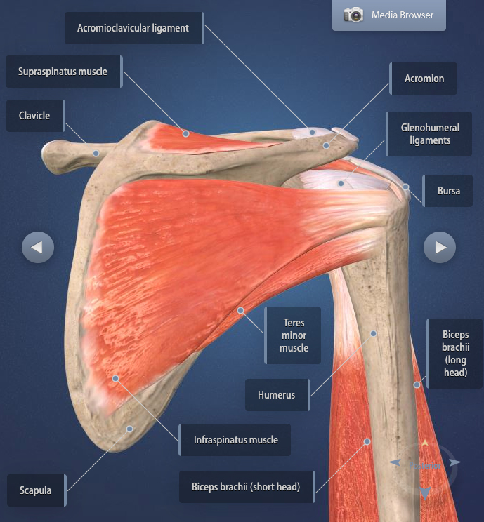 Night Time Shoulder Pain and What To Do About It: Restore Orthopedics and  Spine Center: Orthopedic Surgeons