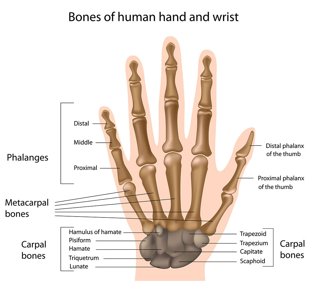 Injuries of the nerves in the hands