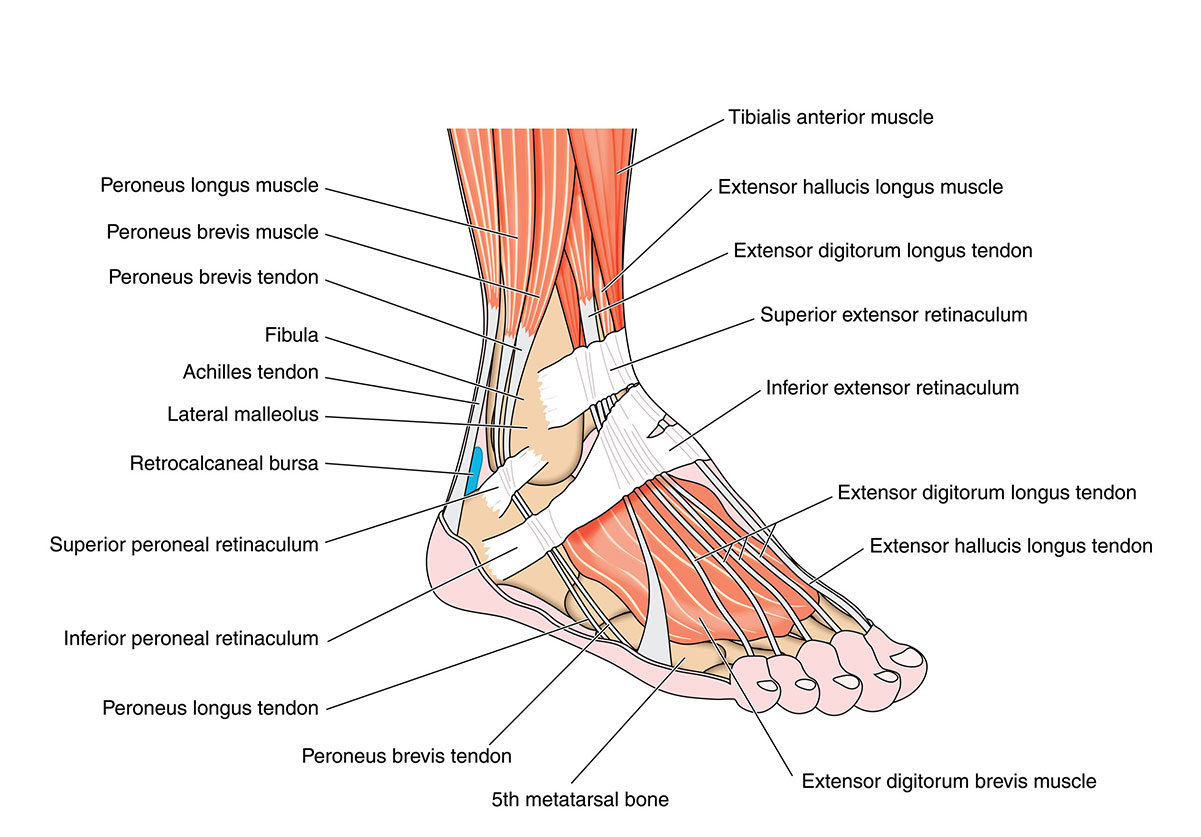 Treatment of Pain on Outside of the Foot in North Seattle | Foot and Ankle  Center of Lake City