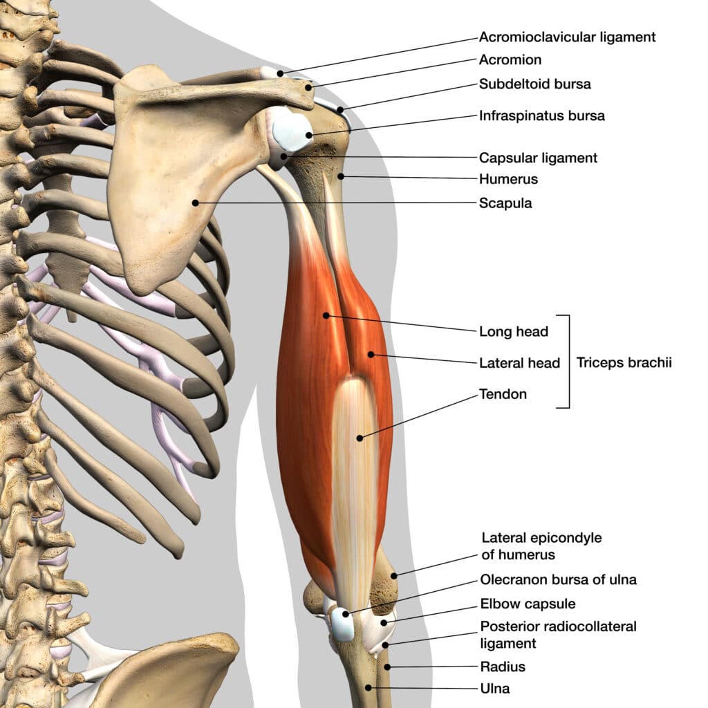 How to Heal an AC Separation - Heiden Orthopedics