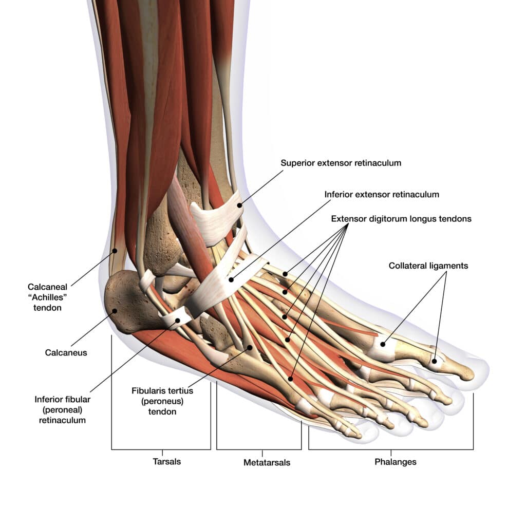 How Extensor Tendonitis Stretches Can Boost Your Foot Health