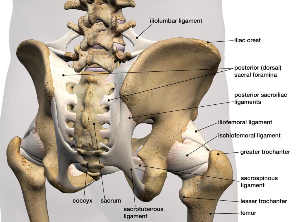 Pelvic Anatomy: Bone & Ligaments