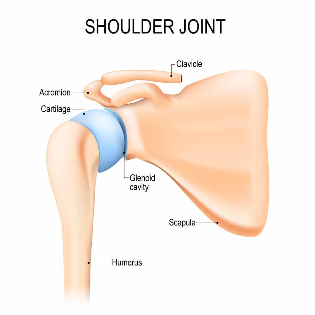 Shoulder Joint Glenoid Cavity