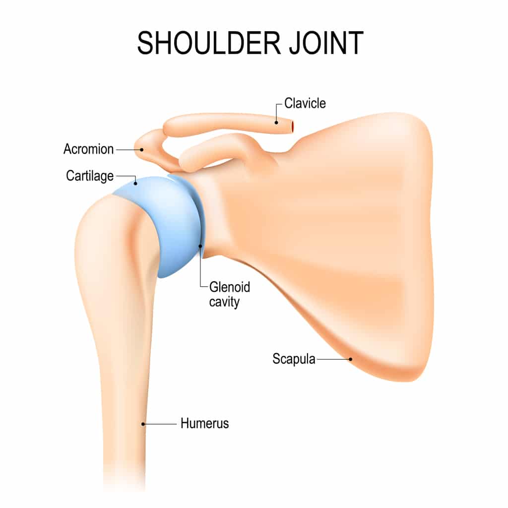 What to Know About the Shoulder Girdle