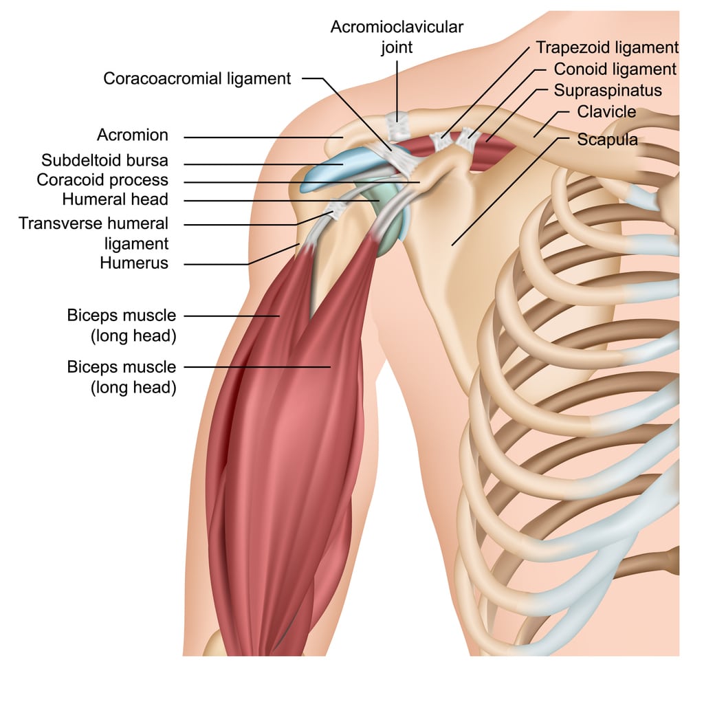 Acromioclavicular (AC) joint: Anatomy, function