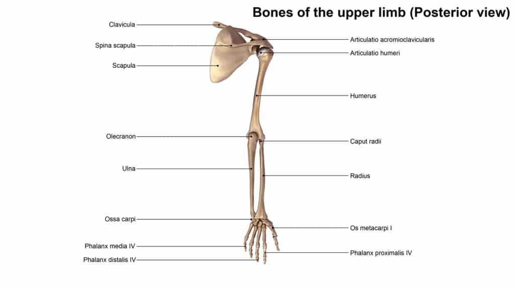 How Long Does It Take a Humerus Fracture To Heal? - Heiden Orthopedics