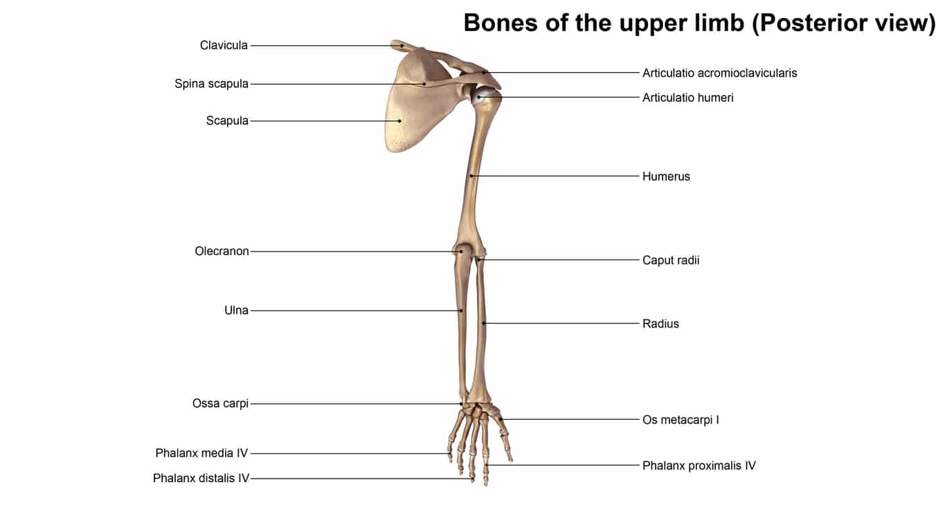 how-long-does-it-take-a-humerus-fracture-to-heal-heiden-orthopedics