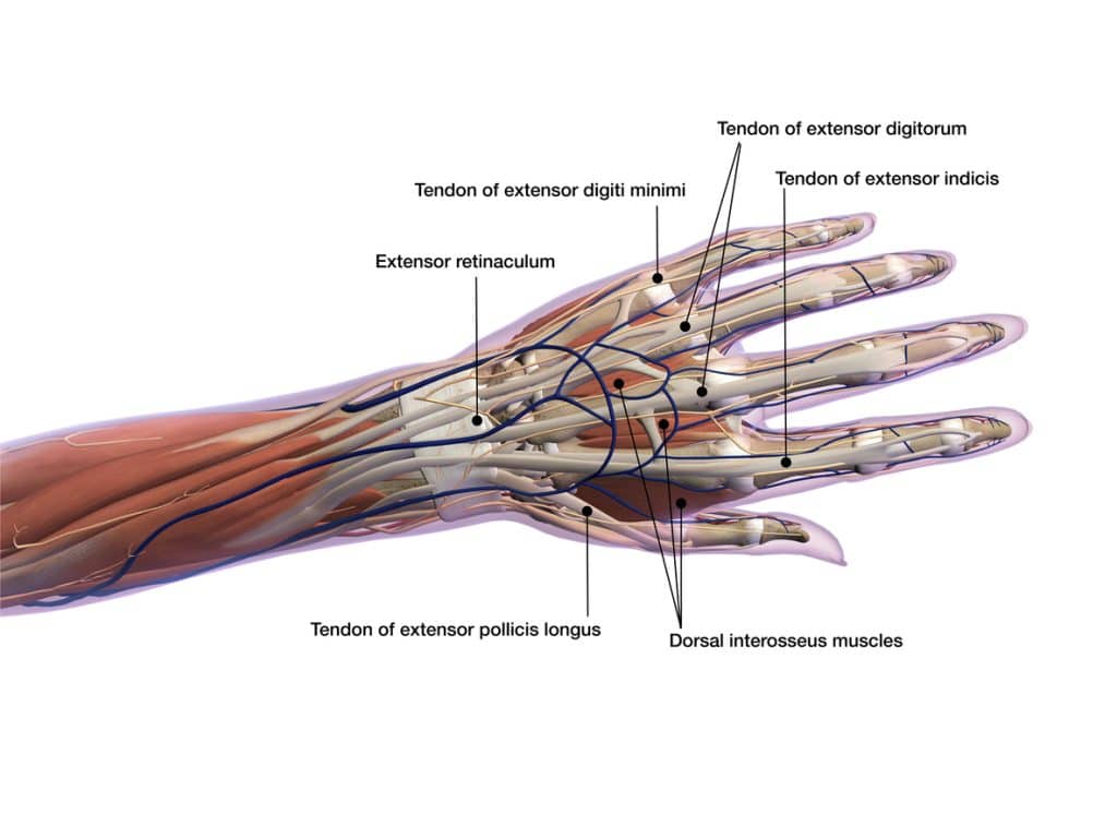 hand anatomy flexor tendons