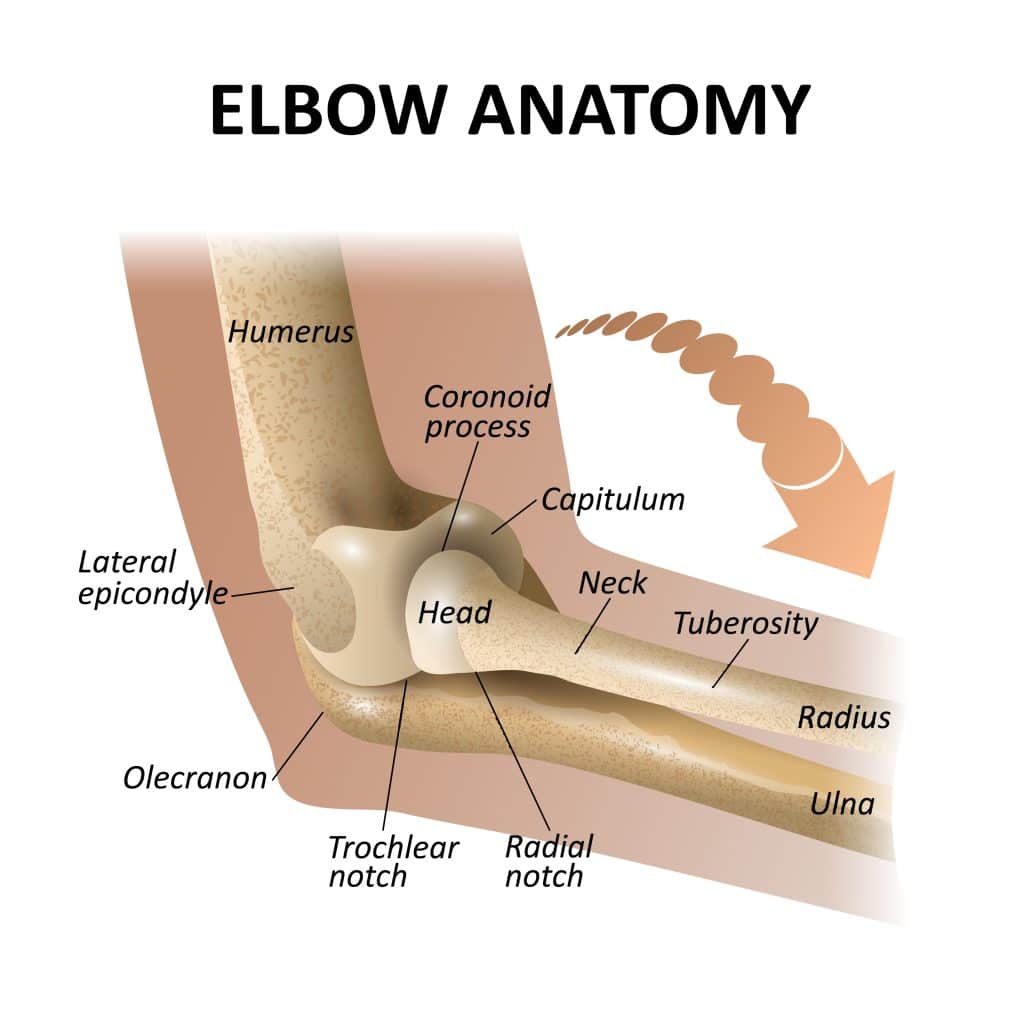 Anatomical illustration of the elbow joint