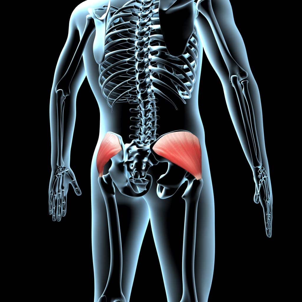 3d Illustration of the Anatomical Position of the Gluteus Medius Muscles 