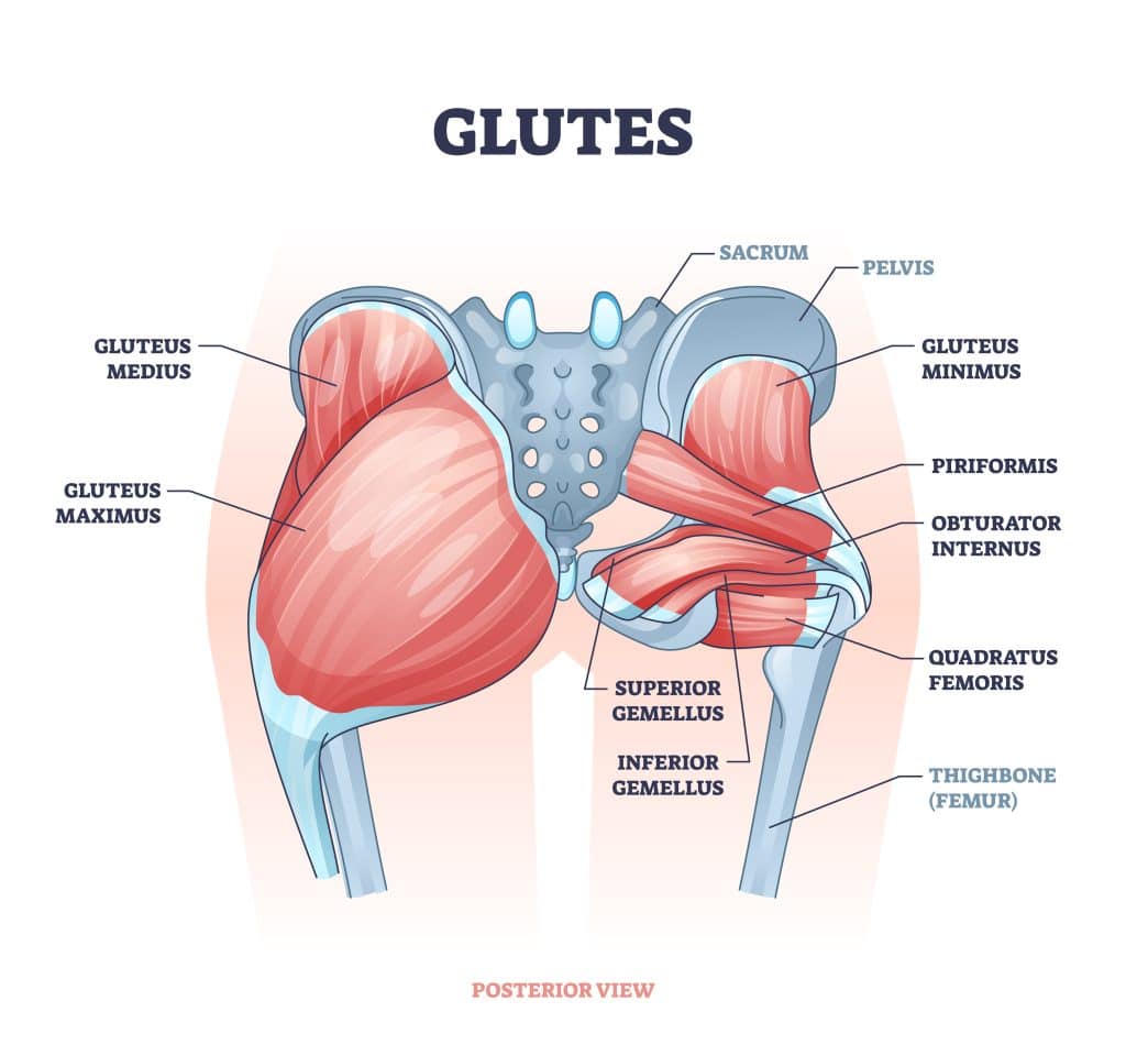 An anatomical drawing of the pelvis that shows the muscles of the glutes