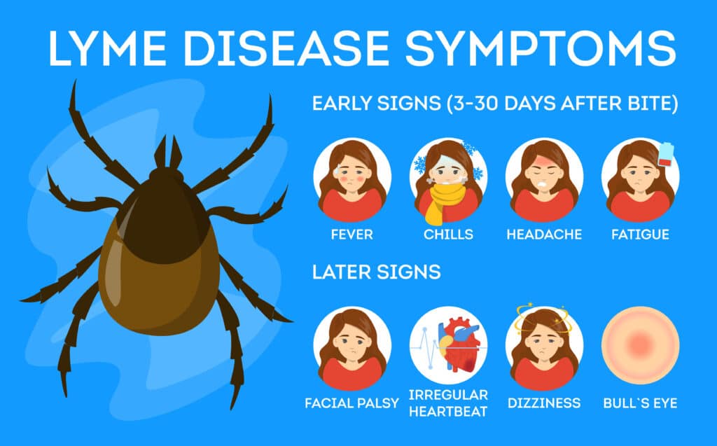 An illustration showing the early and later symptoms of Lyme disease