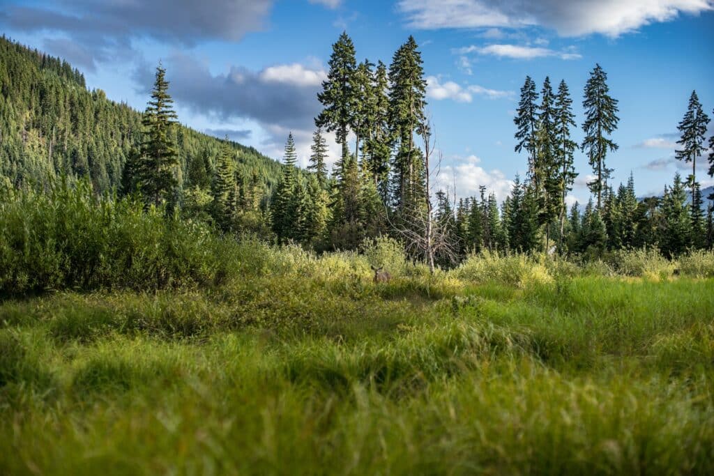 A wooded and grassy area containing ticks that carry Lyme disease