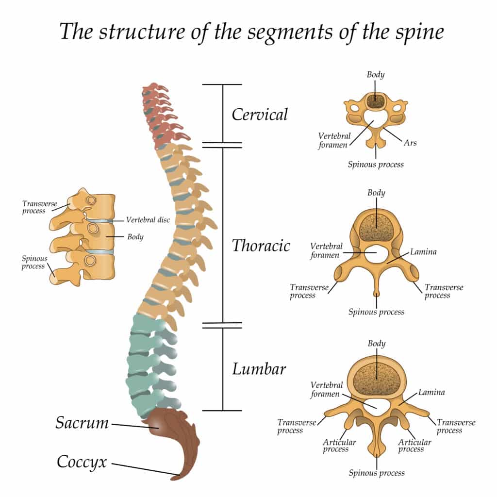 illustrated diagram of a human spine with the name and description of all sections and segments of the vertebrae