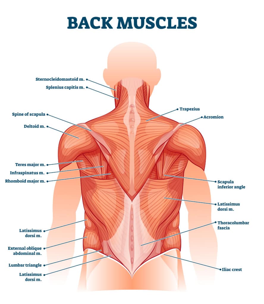 A medical illustration of the muslces of the back.