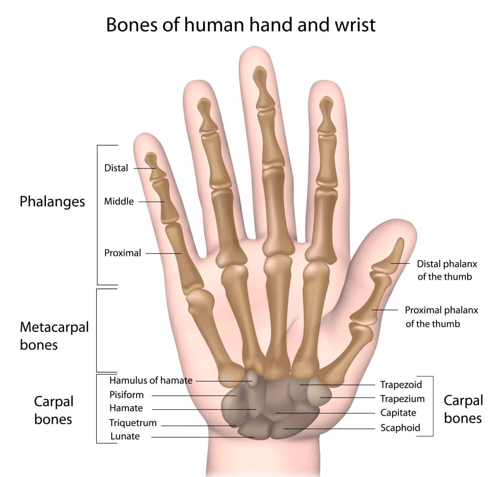 An anatomical illustration of the bones of the hand and wrist.