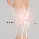 radius and ulna